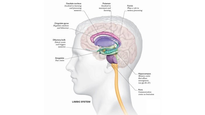 Brain anatomy