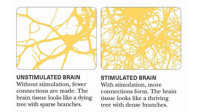 Unstimulated vs Stimulated Brain